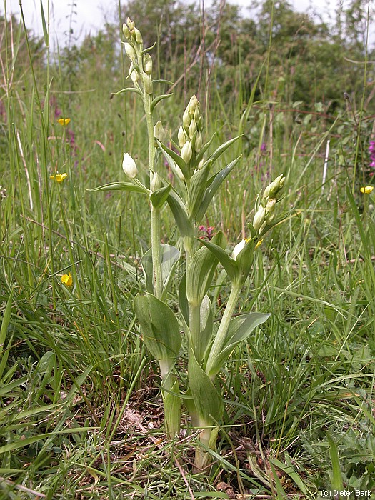 1 Cephalanthera damasonium-Weisses Waldvoegelein